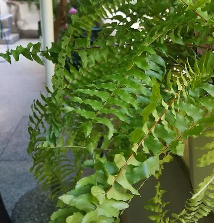 Mucic Lägenhet Makarska